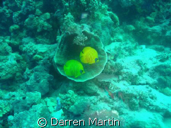 a pair of masked butterfly fish in a montipora coral by Darren Martin 